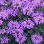 Premium 100 Double Lilac Bee Balm Seeds Flowers Seed Bloom Hummingbird Flower Seeds 1316