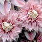 Top-Quality 25 Double Light Pink Clematis Seeds Seed Climbing Perennial Flower 77 US SELLER