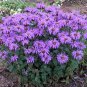 Best-Selling 100 Sugar Buzz Bee Balm Seeds Flowers Seed Bloom Hummingbird Flower Seeds 1331