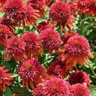 New Arrival 50 Orange Berry Coneflower Seeds Echinacea Perennial Flowers Flower 1364 USA