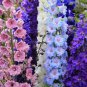 Limited Edition 50 Doubles Mix Delphinium Mix Seeds Perennial Flowers Flower Seed 57 US SELLER