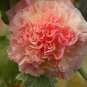 Best-Selling 25 Double Orange Hollyhock Seeds Perennial Giant Flower Garden Seed Flowers 36