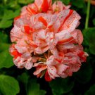 Exclusive 10 Orange White Geranium Seeds Perennial Flower Seed Flowers Bloom 248 US SELLER