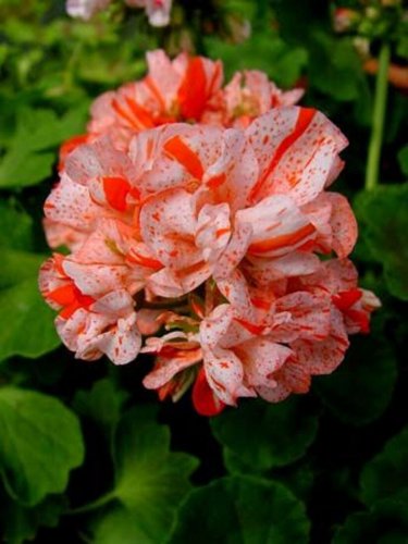 Exclusive 10 Orange White Geranium Seeds Perennial Flower Seed Flowers Bloom 248 US SELLER