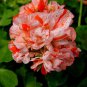 Exclusive 10 Orange White Geranium Seeds Perennial Flower Seed Flowers Bloom 248 US SELLER