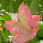 Top-Quality 10 Sunset Angel Trumpet Seeds Flowers Seed Flower Brugmansia Datura 669 USA