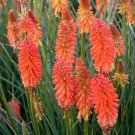 Limited Edition 25 Poker Face Torch Lily Hot Poker Flower Seeds Perennial Seed 883 US SELLER