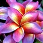 Premium 5 Bright Pink Yellow Orange Plumeria Seeds Plants Flower Perennial Seed 502