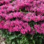Top-Quality 100 Razzleberry Bee Balm Seeds Flowers Seed Bloom Hummingbird Flower Seeds 1325