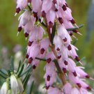 Limited Edition 25 Ghost Hill Bleeding Heart Seeds Dicentra Spectabilis Shade Flower Garden 691
