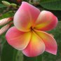 Exclusive 5 Pink Yellow Plumeria Seeds Plants Flower Flowers Perennial Seed 506