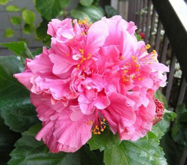 Limited Edition 20 Double Bright Pink Hibiscus Seeds Flowers Flower Seed Perennial Bloom 475