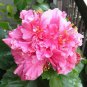 Limited Edition 20 Double Bright Pink Hibiscus Seeds Flowers Flower Seed Perennial Bloom 475