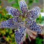 New Arrival 25 Rare Dark Blue Kalanchoe Seeds Succulent Flower Seed Flowers 92 US SELLER