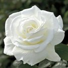 Limited Edition 10 Double White Rose Seeds Flower Bush Perennial Shrub Flowers Seed 1249