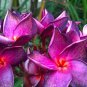 Limited Edition 5 Bright Purple Pink Plumeria Seeds Plants Flower Flowers Perennial Seed 516