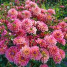 Top-Quality 25 Pacific View Dahlia Perennial Flowers Seeds Flowering Bloom 1140 US SELL