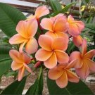 Limited Edition 5 Light Pink Orange Plumeria Seeds Plants Flower Flowers Perennial Seed 507