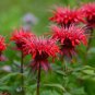 New Arrival 100 Red Bee Balm Seeds Flowers Seed Bloom Hummingbird Flower Seeds 406