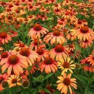 Exclusive 50 Orange Passion Coneflower Seeds Echinacea Perennial Flowers Flower 1360 USA