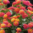 Best-Selling 50 Pink Orange Verbena Seeds Flower Seed Flowers Spring Perennial Wildflower 247