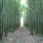Top-Quality 50 Moso Bamboo Seeds Privacy Climbing Garden Clumping Shade Screen 389 US SELLER