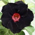 Limited Edition 4 Black Red Desert Rose Seeds Adenium Obesum Flower Perennial Flowers Exotic 337