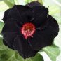 Limited Edition 4 Black Red Desert Rose Seeds Adenium Obesum Flower Perennial Flowers Exotic 337