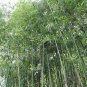 Top-Quality 50 Giant Japanese Timber Bamboo Seeds Privacy Climbing Garden Seed 372 US SELLER