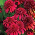 New Arrival 50 Double Cranberr Coneflower Seeds Echinacea Perennial Flower Flowers Seed 1039