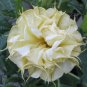 Top-Quality 10 DBL Lemon Rose Angel Trumpet Seeds Flowers Seed Brugmansia Datura 640 USA