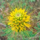 Top-Quality 100 Golden Bee Spider Seeds Clome Spinosa Perennial 1178 US Seller Seed