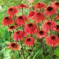 Premium 50 Raspberry Delight Coneflower Seeds Echinacea Perennial Flowers Seed 1080 USA