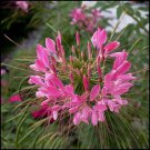 Limited Edition 100 Pink Punch Spider Seeds Clome Spinosa Perennial 1184 US Seller Flower Bee