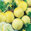 New Arrival Lemon Cucumber Seeds 60+ Vegetable Garden Heirloom NON-GMO USA