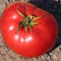 Limited Edition Red Brandywine Tomato Seeds 50 Ct Vegetable HEIRLOOM NON-GMO USA