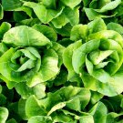 Best-Selling Parris Island Cos Romaine Lettuce Seeds 600+ Vegetable NON-GMO US
