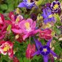 Top-Quality Aquilegia Mckana's Giant Mix Seeds 300+ Columbine MIXED COLORS USA