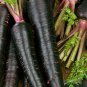 Top-Quality Black Nebula Carrot Seeds 150+ Vegetable Garden NON-GMO USA