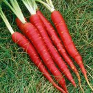 New Arrival Atomic Red Carrot Seeds 150+ Vegetable Garden NON-GMO USA