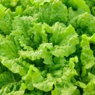 Premium Black Seeded Simpson Lettuce Seeds 600+ Leaf Vegetable NON-GMO US