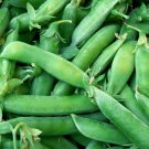 Limited Edition Sugar Snap Pea Seeds 25 Ct Pod Peas Vegetable Garden HEIRLOOM NON-GMO USA