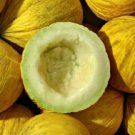 Premium Golden Beauty Casaba Melon Seeds 25+ Yellow Fruit NON-GMO USA