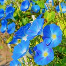 Limited Edition Morning Glory Heavenly Blue Seeds 30+ Flower US UNTREATED ANNUAL
