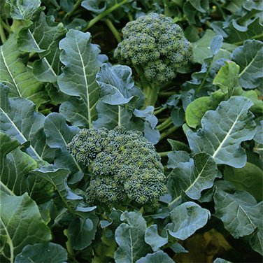 Exclusive Broccoli Seeds 600+ Green Sprouting Calabrese NON-GMO USA SELLER