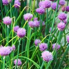 Premium Chives Seeds 400+ Common Onion Herb Vegetable Garden USA NON-GMO