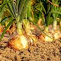 Premium Onion Seeds 200+ Texas Early Grano 502 Yellow Vegetable HEIRLOOM