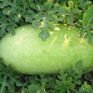 Best-Selling Watermelon Seeds Charleston Grey 20 Ct NON-GMO 25-35 LBS US SELLER