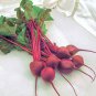 Premium Beet Seeds Early Wonder Tall Top 100 Ct Vegetable Garden NON-GMO