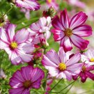 Premium Cosmos Radiance Flower Seeds 100 Ct Cosmo Bipinnatus CUT FLOWER USA
